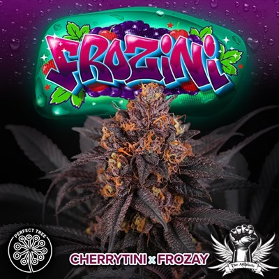 attitude-perfecttree-frozini_400x400