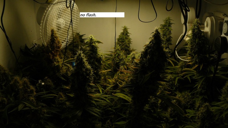 drobes harvest 24 9 23 025