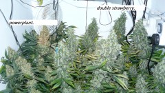 drobes autos new photos,buds 020