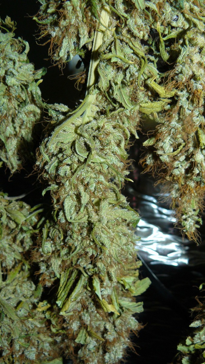 drobes autos new photos,buds 031