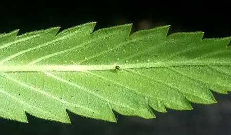 Spider Mites