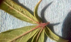 Spider Mites