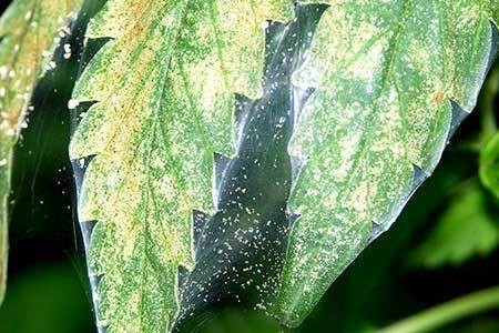 Spider Mites