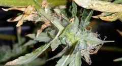 Spider Mite