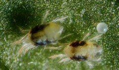 Spider Mite