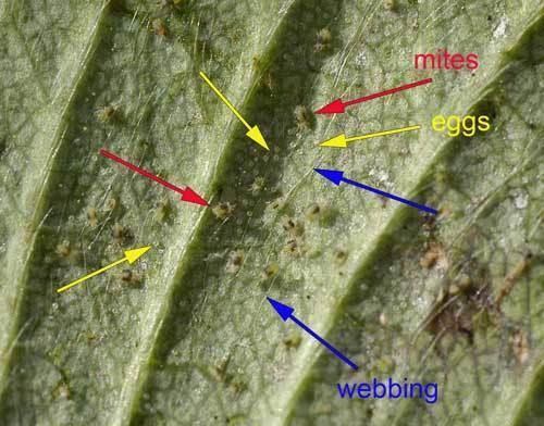 Spider Mite