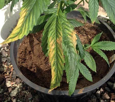 cannabis potassium deficiency