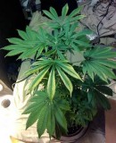 cannabis potassium deficiency