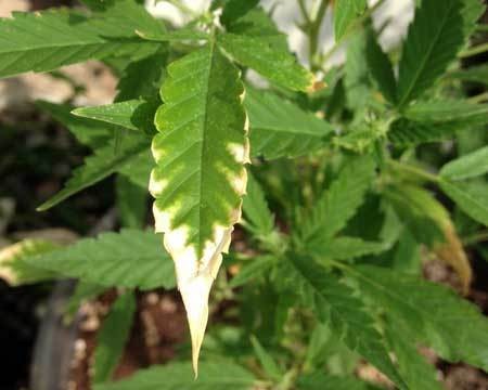 cannabis potassium deficiency