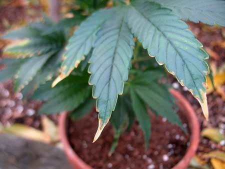 cannabis potassium deficiency