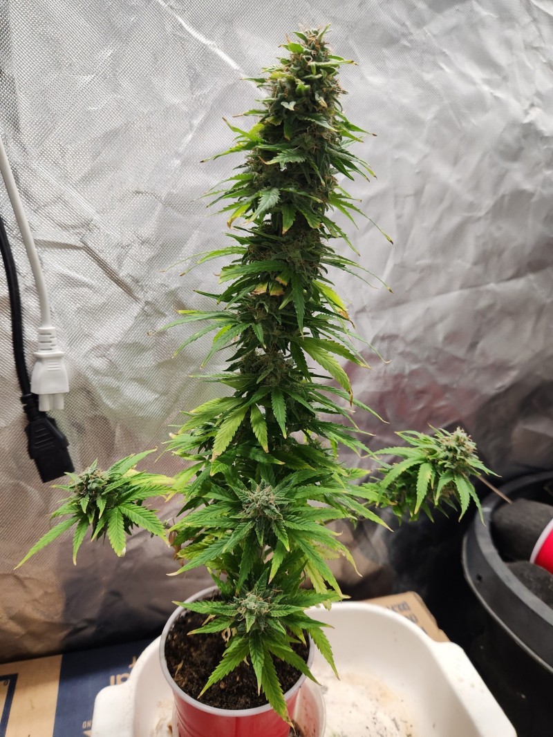 16968007134121342427692448286979