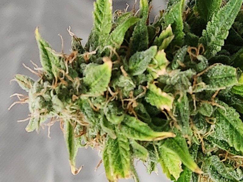 16968010955124934335382995989799