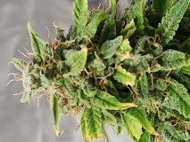 16968010955124934335382995989799