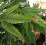 cannabis potassium deficiency