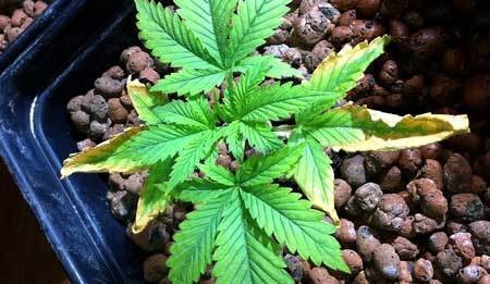 cannabis potassium deficiency