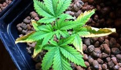 cannabis potassium deficiency