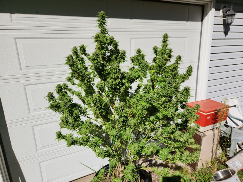 1697042352254186868818768138049