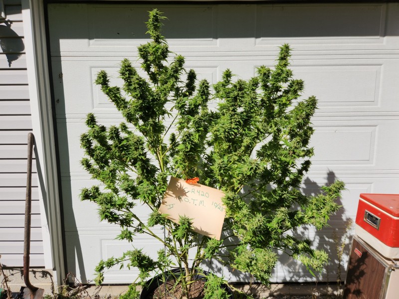 16970427067555795888440246180944