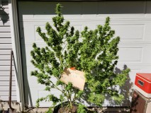 16970427067555795888440246180944