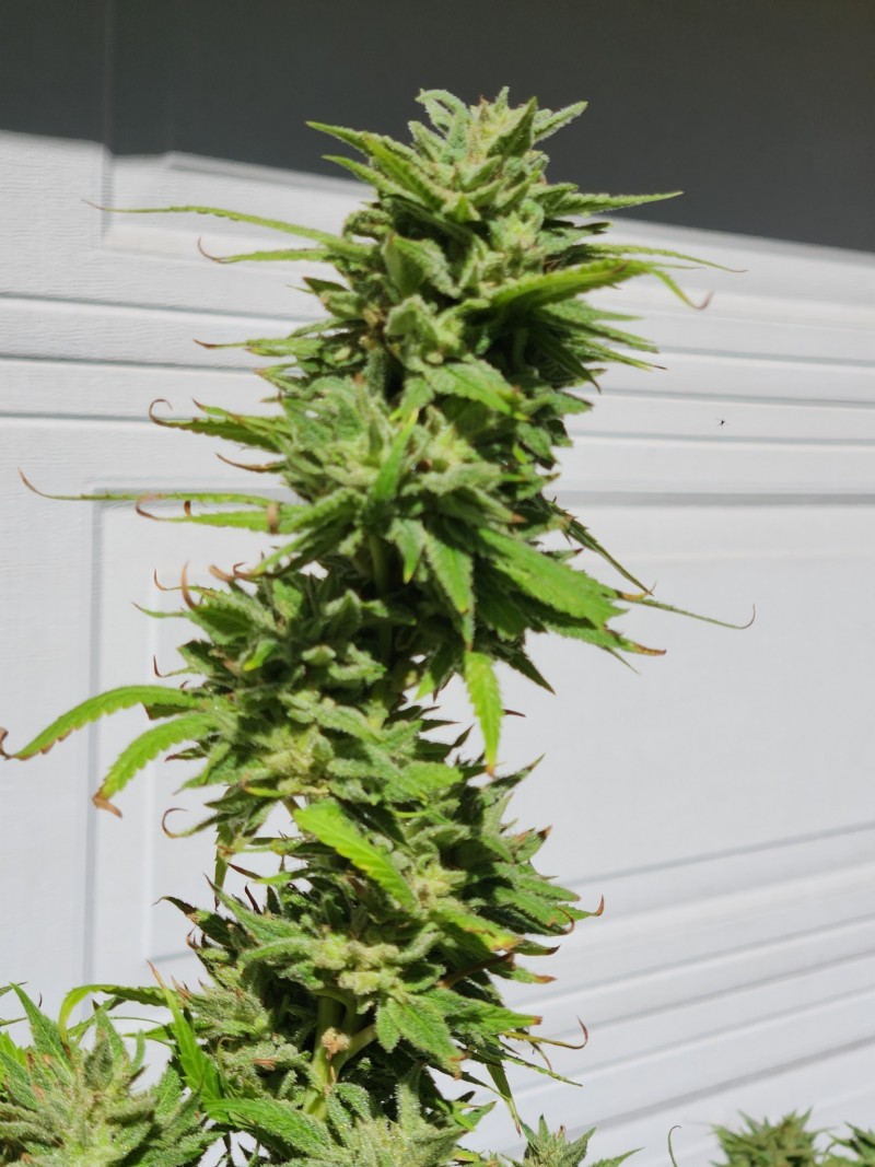 16970428848872203906984611739041