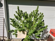 16970429955906487663650403619640