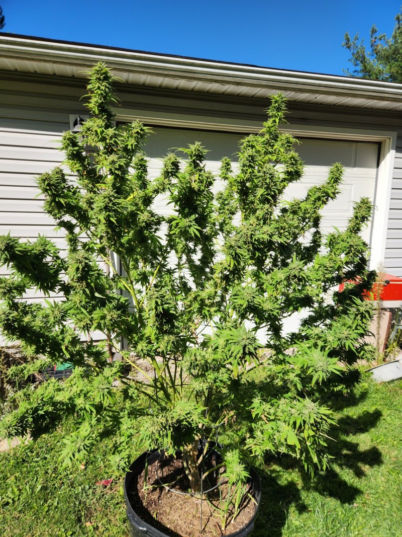 16970431201893349528062552435192