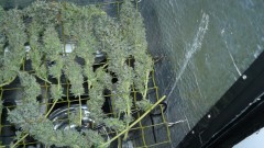 ds harvest autos photos 009