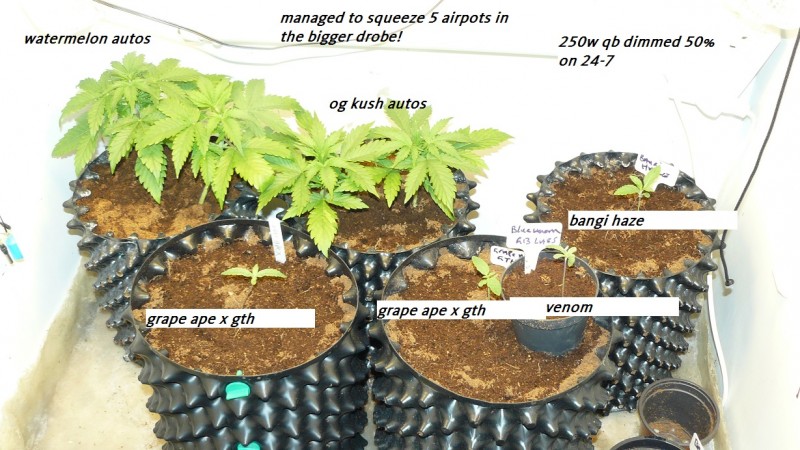 ds harvest autos photos 019