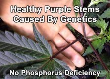 phosphorus deficiency