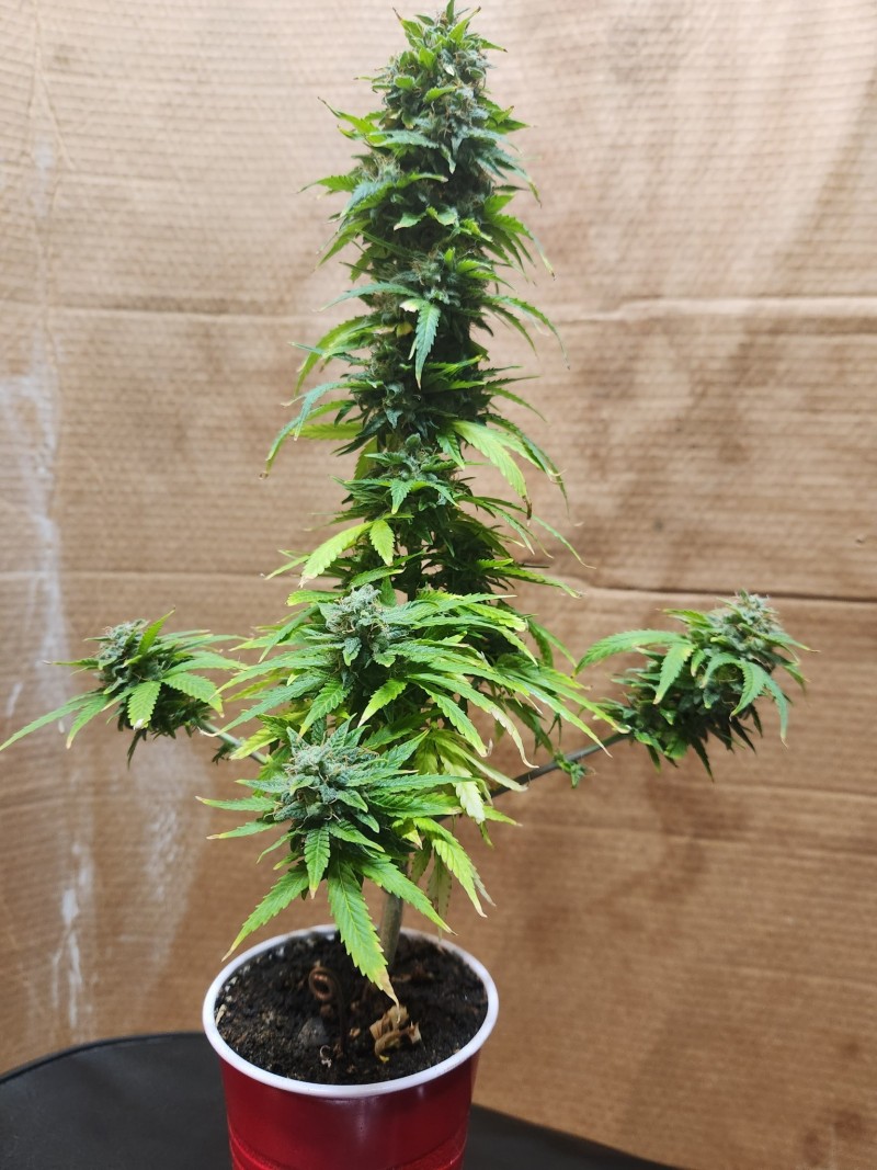 16972153237277445000735993008147