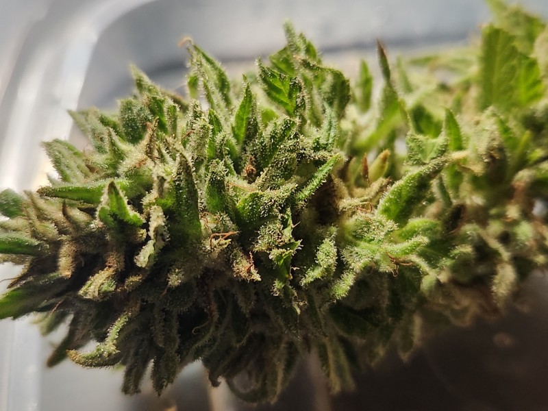 16975893172873049833088848981897