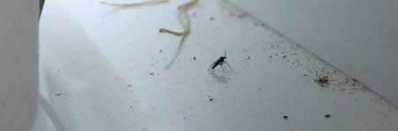 fungus gnats