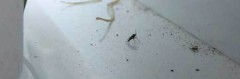 fungus gnats