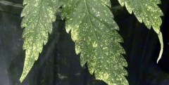 marijuana thrips spots leaves damage closeup