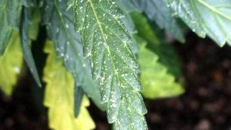 spider mite damage cannabis