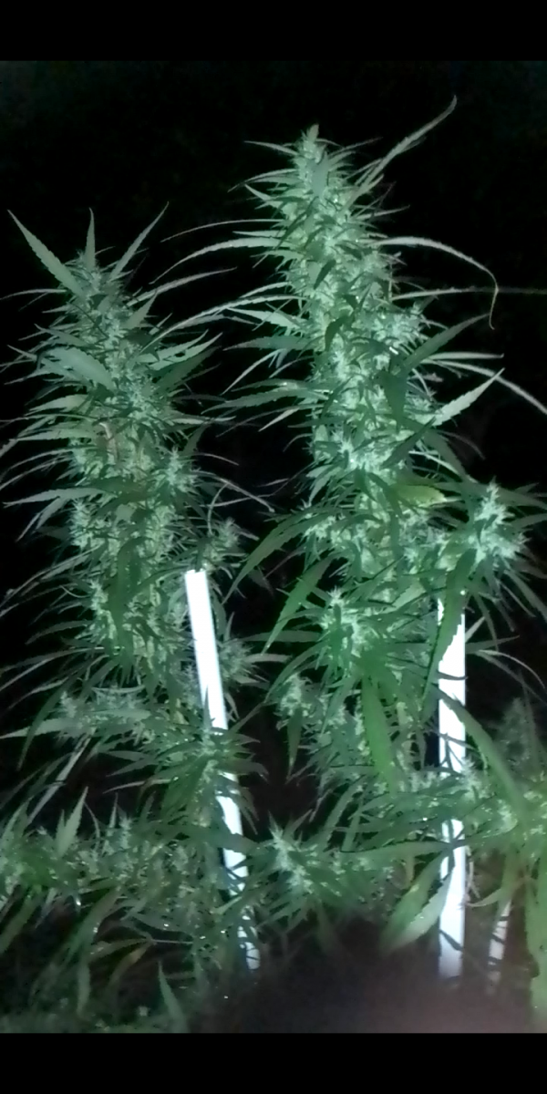 Screenshot_20231020-201825