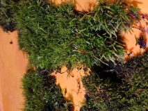 16979375540077392301659352077268