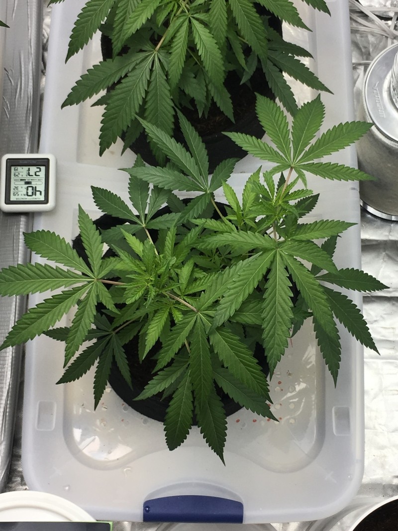 C2FCD6F1-4BD0-48FF-BBE3-D57281B9887D