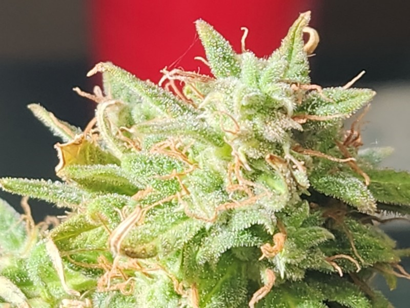 16988671779423215223430182091779