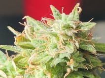 16988671779423215223430182091779