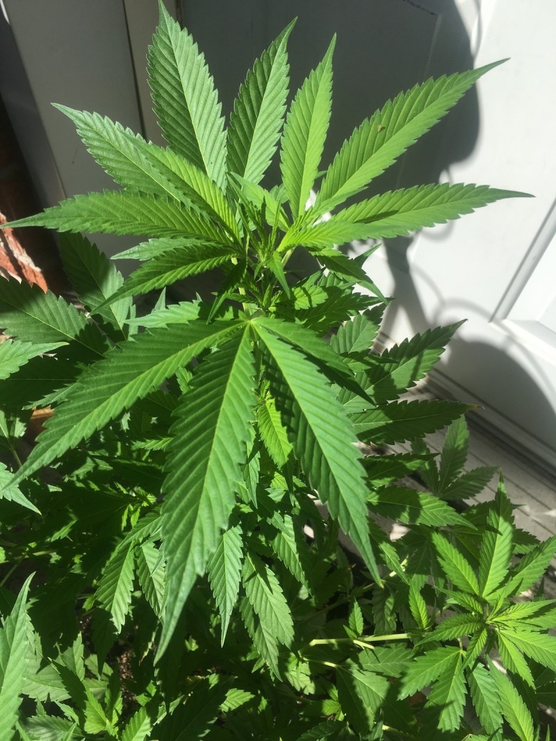 C9B44243-2CF0-466B-8618-8F04C8D2CE72