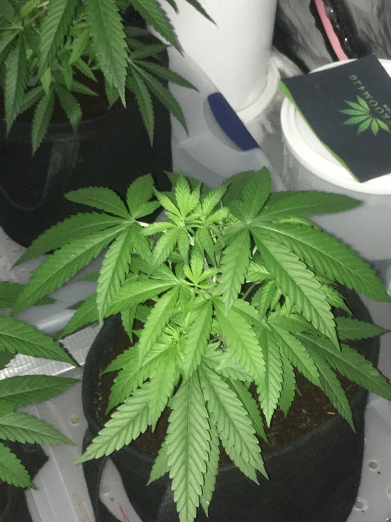 DA403F09-4D77-4A17-B03F-F05D3D5277DC