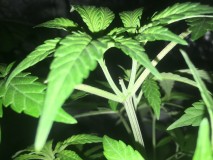 3F66363D-39DD-4B90-AA68-01C1A1360285