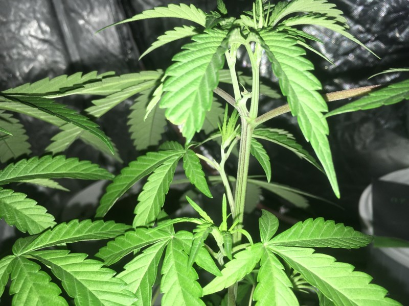 A5A746D9-1A71-41A7-A32C-8A941D133593