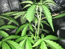 A5A746D9-1A71-41A7-A32C-8A941D133593