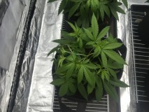 BB66451B-455F-4A17-873C-A0EB1EBBC5BF