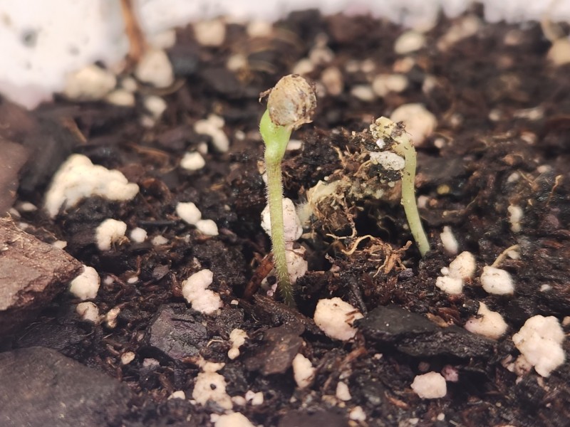 17006889934355933249839253371573