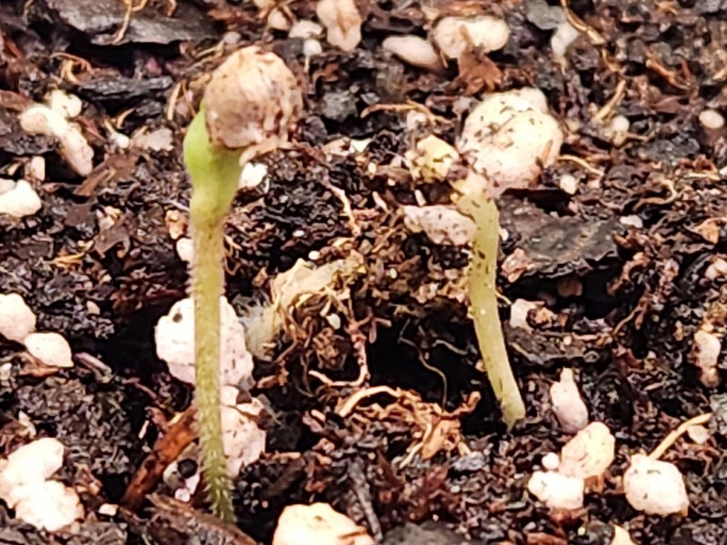 1700689038961516881325270288007