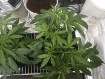 7A2EC39A-EE16-4BDB-BD58-E9ED09AF7E77