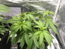 E4A283B0-A193-4180-AC0F-0E6D021F6D14